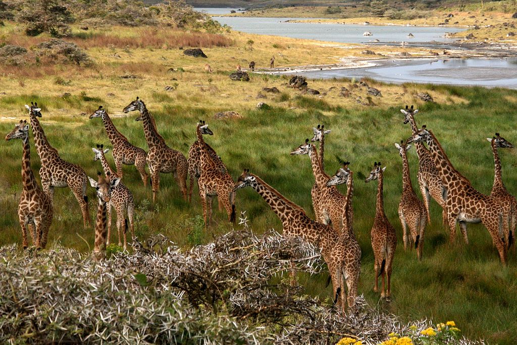A tower of giraffes in Tanzania