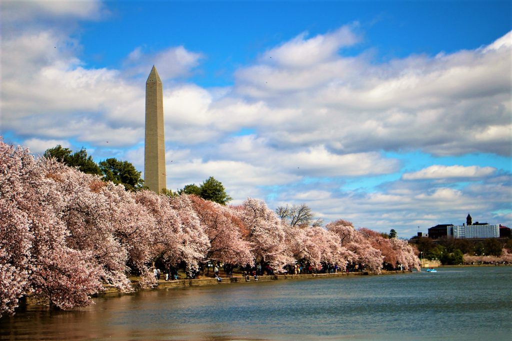 The cherry blossoms by the Tidal Basin with the Washington Monument in the distance.