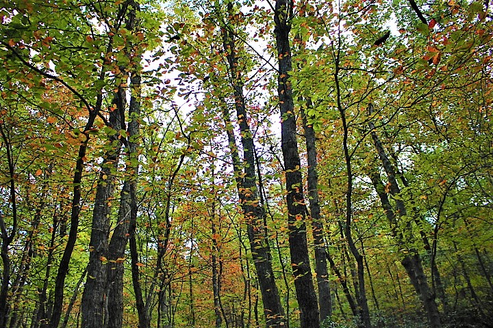 forest with fall leaves